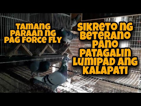 Video: 4 Mga Paraan upang Pigilan ang Mga Ibon Sa Paglipad Sa Windows