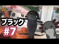 ブラック【ウーパールーパー10種紹介#7】
