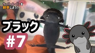 ブラック【ウーパールーパー10種紹介#7】