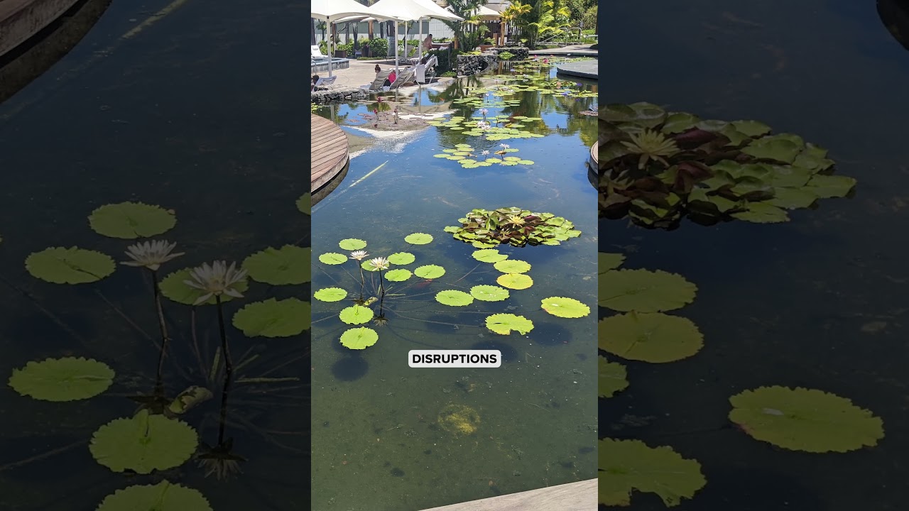Nanobubble Technology Brings Amazing Results to Hawaiian Resort Koi Pond