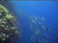 Red Sea 2008 - Part One