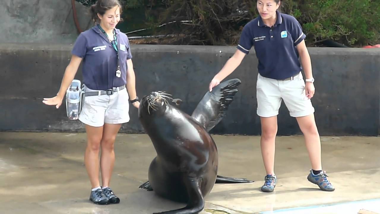 Sea Lion Show NY Aquarium 2 YouTube
