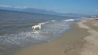 Labrador vede per la prima volta il mare