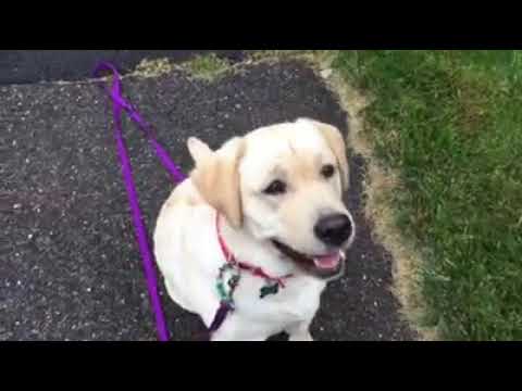 sophia-working-on-recall-and-sit-exercises