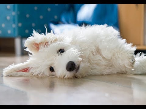coton-de-tuléar-being-trained-14-wks-of-cuteness
