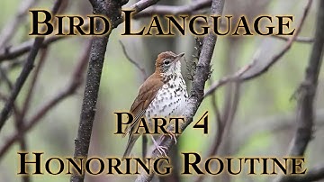 Bird Language Part 4 Honoring Routine