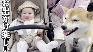 柴犬とお出かけするのが楽しくてずっと笑ってる赤ちゃん