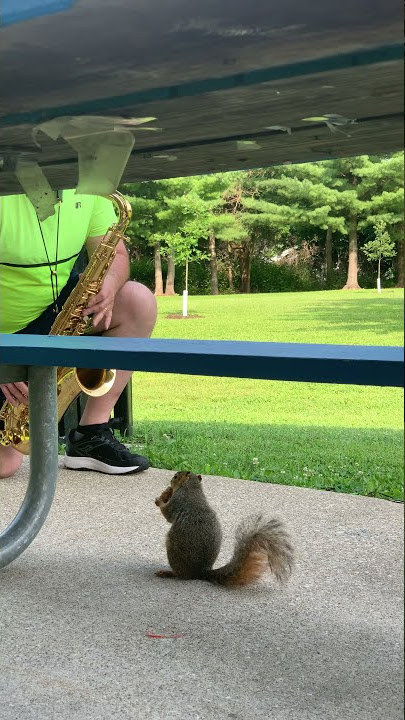 Squirrel Enjoys Listening to the Saxophone at the Park || ViralHog