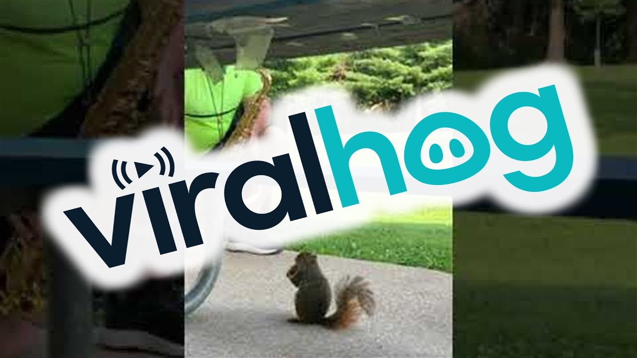 Squirrel Enjoys Listening to the Saxophone at the Park || ViralHog