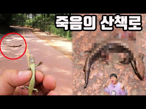 하루 수십마리의 <strong>도마뱀이</strong> 밟혀죽는 죽음의 산책로에 가보았다