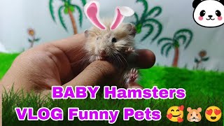 Very small BABY!!! hamster video collection of panda hamsters and creamy Syrian hamsters