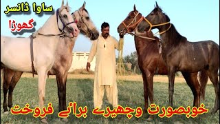 Dancer Ghoda For Sale | Horse For Sale