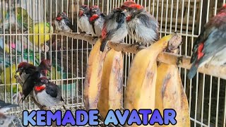 BURUNG KEMADE AVATAR (PERBEDAN JANTAN DAN BETINA) HARGA TERBARU KEMADE AVATAR