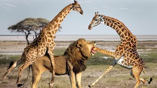 Giraffe Combo Attack Lion Madness The Harsh Life of Wild Animals