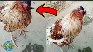 Sulit di percaya !!! Ayam Ini bisa bertahan hidup tanpa kepala, mukjizat tuhan