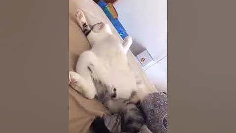 Video 4488951: persian american bobtail, american bobtail cat, cat peterbald chausie, japanese bobtail snowshoe cat, manee cat, legged cat, loud cat, cat sleeping