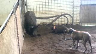 Devil And Hershey Two Dog