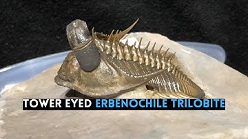 Unveiling the Rare Erbenochile erbeni Trilobite: A 400-Million-Year-Old Fossil from Morocco!