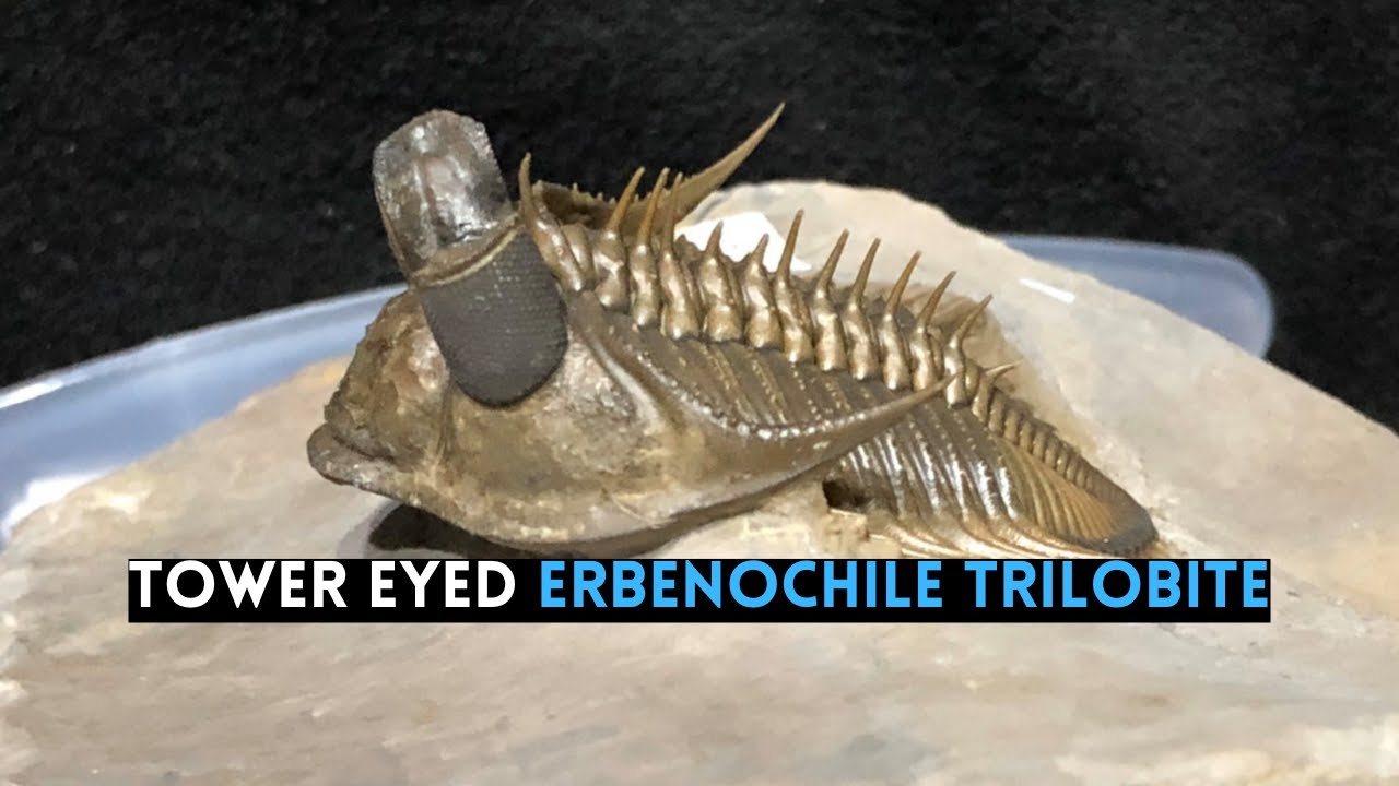 Unveiling the Rare Erbenochile erbeni Trilobite: A 400-Million-Year-Old Fossil from Morocco!