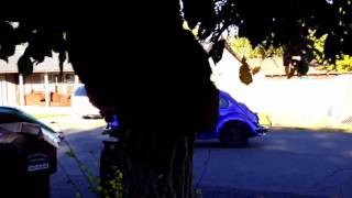 Firemist Purple Beetle2