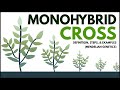 Monohybrid Cross Made Easy: Definition, Steps, &amp; Examples (Mendelian Genetics)