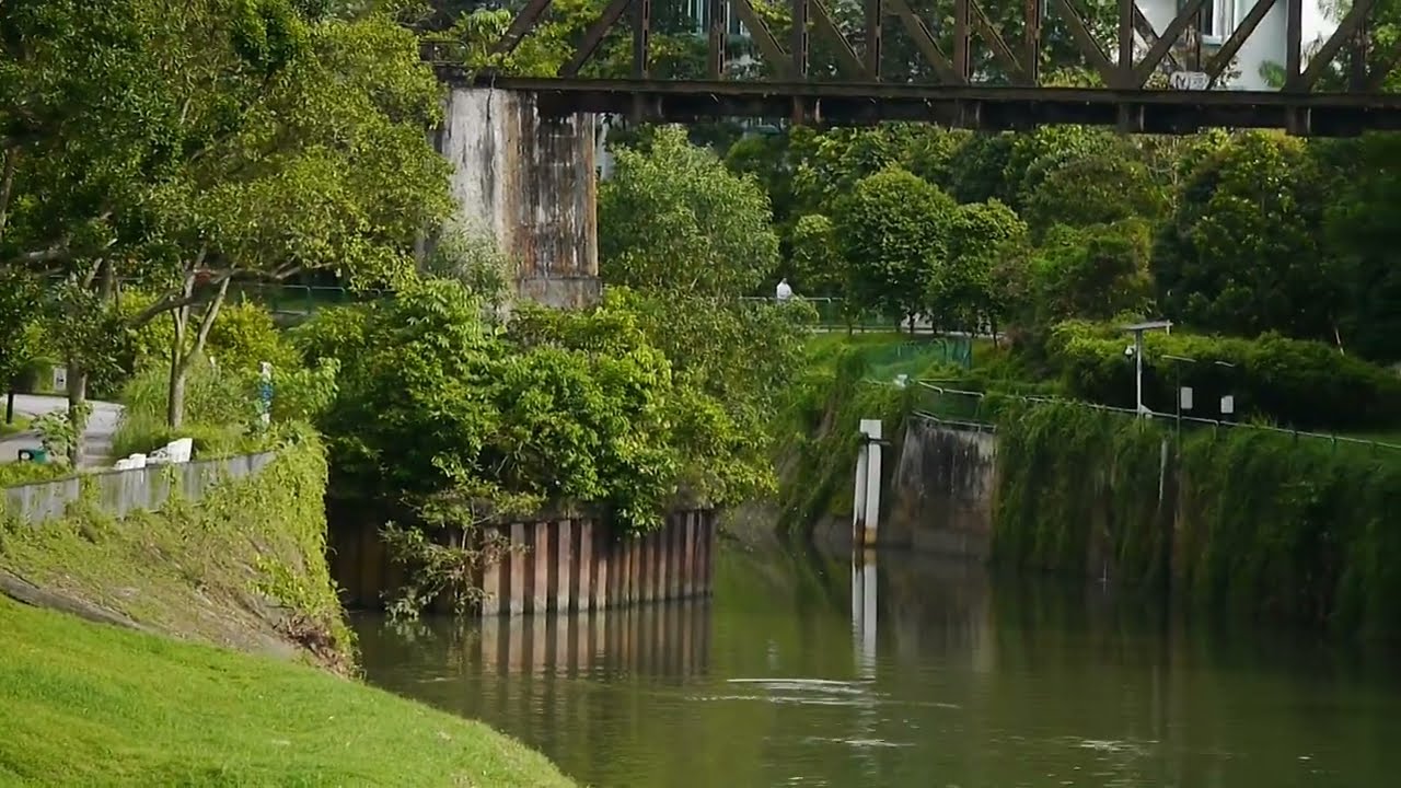 新加坡野生水獭 City In Nature_ The Smooth-coated Otters Activities In South West Singapore_08may2023 9.02am