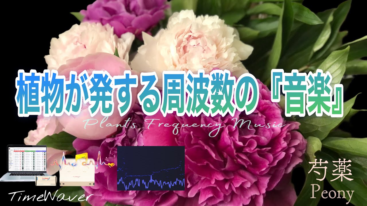 感謝・愛情運・結婚運・528 Hz】美しい『ローズ』(音の風水