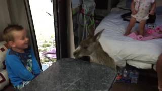 Kangaroo in a caravan!😂