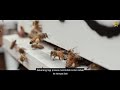 Proses Pemindahan Koloni Lebah