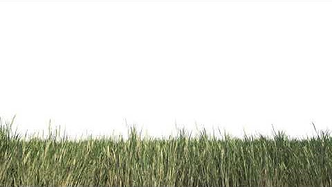 Grass Border Isolated | Motion Graphics - Envato elements