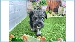 743939 M・シュナウザー - YouTube