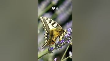 هاذا خلق الله. راحة نفسية #راحة_نفسية #تلاوة_خاشعة #اكسبلور #yasseraldossary #cat