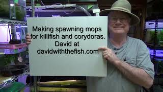 DIY Spawning Mops for killifish, corydoras and tetras. Quick and easy. Very low cost.