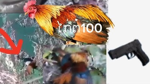 Zoo caij nyoog lawm Coj peb mus dib qaib qus dua