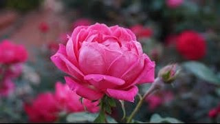 Libra June 2016 Love Tarot Forecast