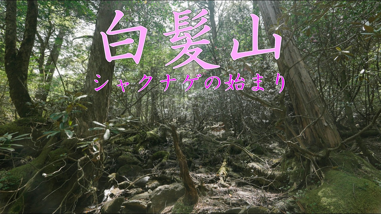 白髪山　大苗 白髪山 大苗 登山】白髪山 シャクナゲの始まり 2026年5月17日（高知