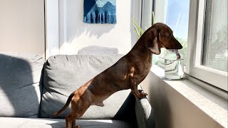 Mini dachshund likes to drink from a cup