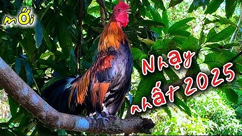 Tiếng gà rừng Gáy Chuẩn Mồi Siêu Nhạy 2025✔️ || Suab qaib qus qua zoo dib tuaj zoo tiag tiag li💯