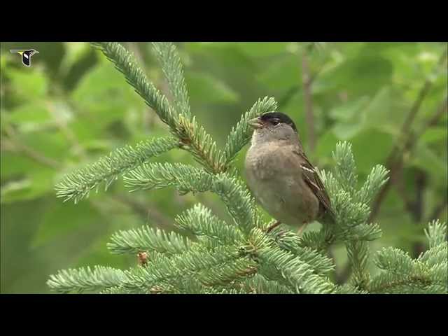 Golden-crowned Sparrow singing class=