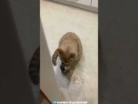 Упыри, живу как бомж!