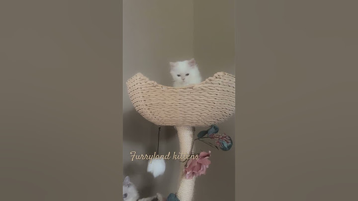 Watch the video about Available Furryland Himalayan Persian kittens.