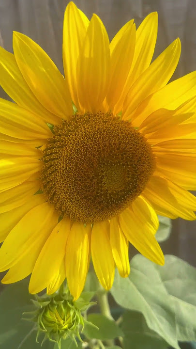 Beautiful sunflowers in my garden sunflower 🌻 🌻 ❤️
