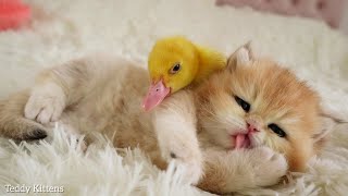 Kitten with a Duckling are getting ready to Sleep