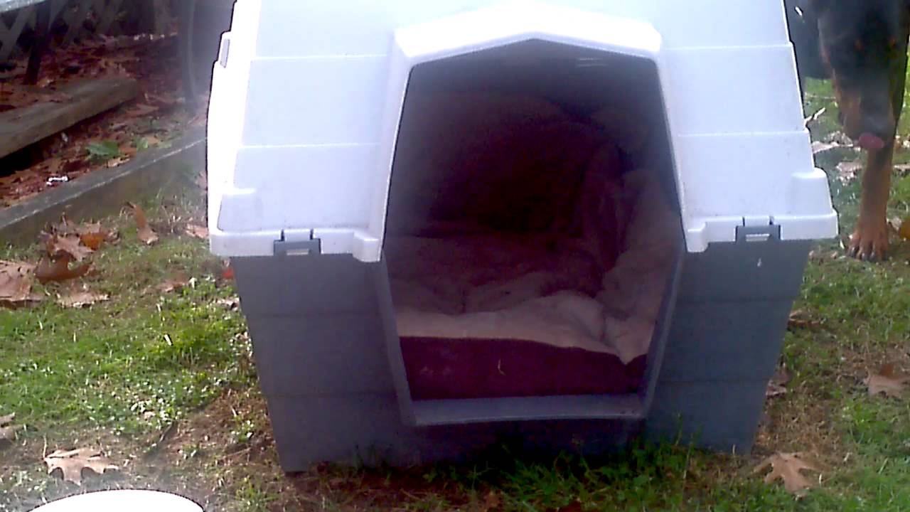 How To Get A Dog To Use A Dog House