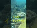 レア。渋い模様の魚・魚突き #spearfishing  スピアフィッシング・イシガキイシダイ、キンダイ