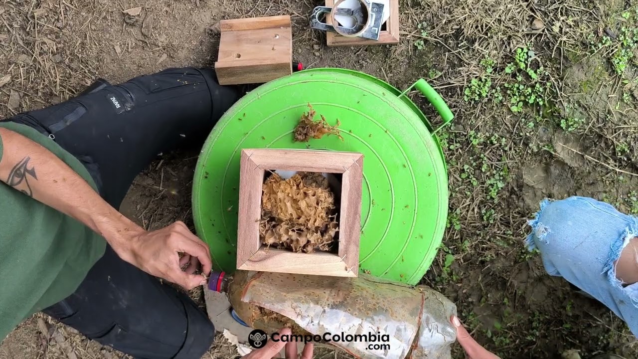 Trasiego de colonia de abeja angelita de cebo atrayente a caja modular INPA (meliponicultura)