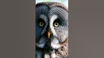 Thumbnail of owl sounds at night #scary #cuteanimals