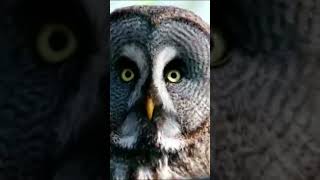Download Lagu owl sounds at night #scary #cuteanimals MP3 Download Lagu owl sounds at night #scary #cuteanimals MP3