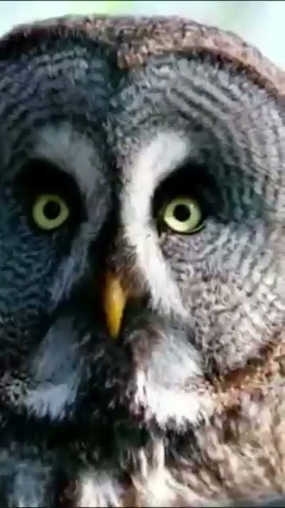 owl sounds at night #scary #cuteanimals
