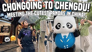 CHONGQING TO CHENGDU: MEETING PANDAS IN CHINA! 🇨🇳